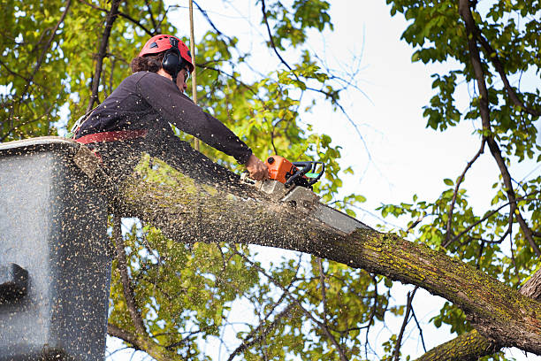 Trusted Ball, LA Tree Care Experts